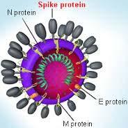 N protein The corona virus nucleocapsid (N) protein, an virus internal protein, plays a multifunctional role in the