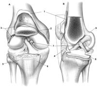 Passive ACL Strain Passive ROM 0% strain 0-60, 70-120 1-2% strain in normal ACL Push extension wait on flexion (swelling) Renstrom AJSM 86 Steps To Avoid Extension LOM with quad inhibition/splinting
