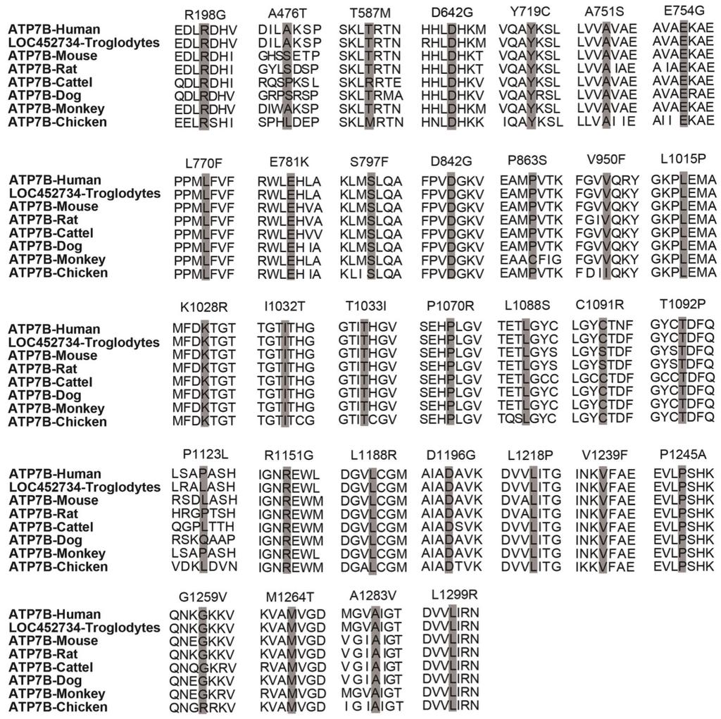 647 Figure 3: Homology comparisons of ATP7B protein sequences. The highlighted zones respectively indicate 32 novel missense variant sites among 8 species. For six splice site variants, three (c.