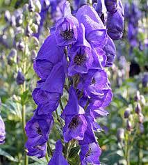 A Materia Medica of First- aid/acute Care Remedies 1. ACONITUM NAPELLUS: Monkshood. Wolfs bane. Ranunculacea. Affinities: Central nervous system, brain, heart and circulation, acute inflammations.