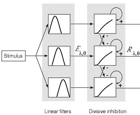 Feedforward model does not explain many properties of early visual processing.