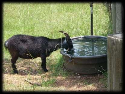 Water Cheapest nutrient to supply Mature goats will consume between ¾ and 1 ½ gallons per day As
