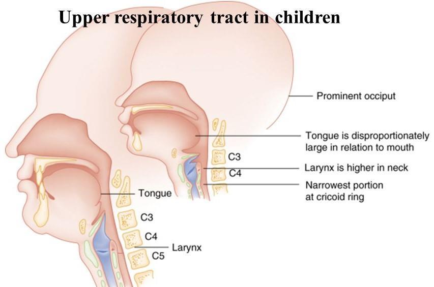 Trachea The paediatric trachea is shorter, narrower, softer, more cartilaginous and is subject to collapse than adults.