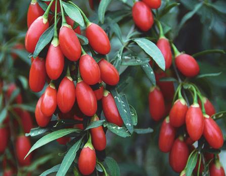 2 Journal of Food Quality Table 1: Source of origin, color, and sample ID of goji berry samples.