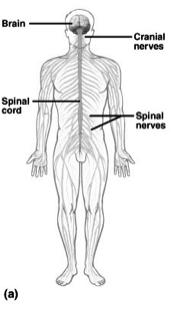 1 2 Divisions of Peripheral Nervous System Divisions Nervous System Sensory Division picks up sensory