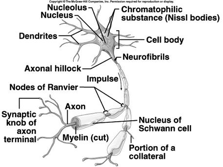 receptors gather information information is carried to the CNS Integrative Function sensory information used