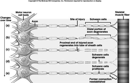 Regeneration of A Nerve Axon The Synapse Nerve impulses pass from neuron to neuron at synapses 13 14 Synaptic