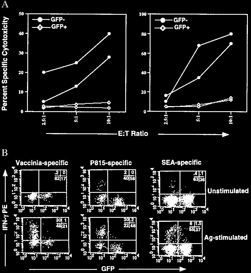 Fig. 3. Loss of GFP expression discriminates a subset of differentiated T cells that are cytotoxic and produce IFN-.