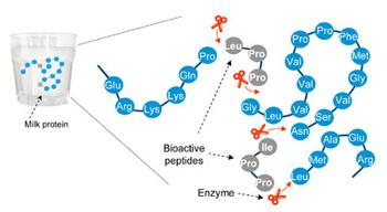Enhanced bioactivity (bioactive peptides: antihypertensive,