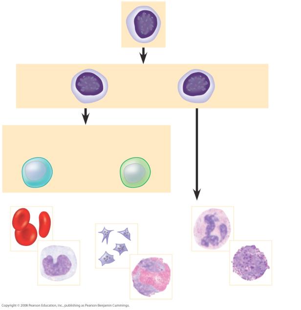 Fig. 42-19 Stem cells (in bone marrow) Lymphoid stem cells Myeloid stem cells Lymphocytes B cells T cells Erythrocytes Platelets