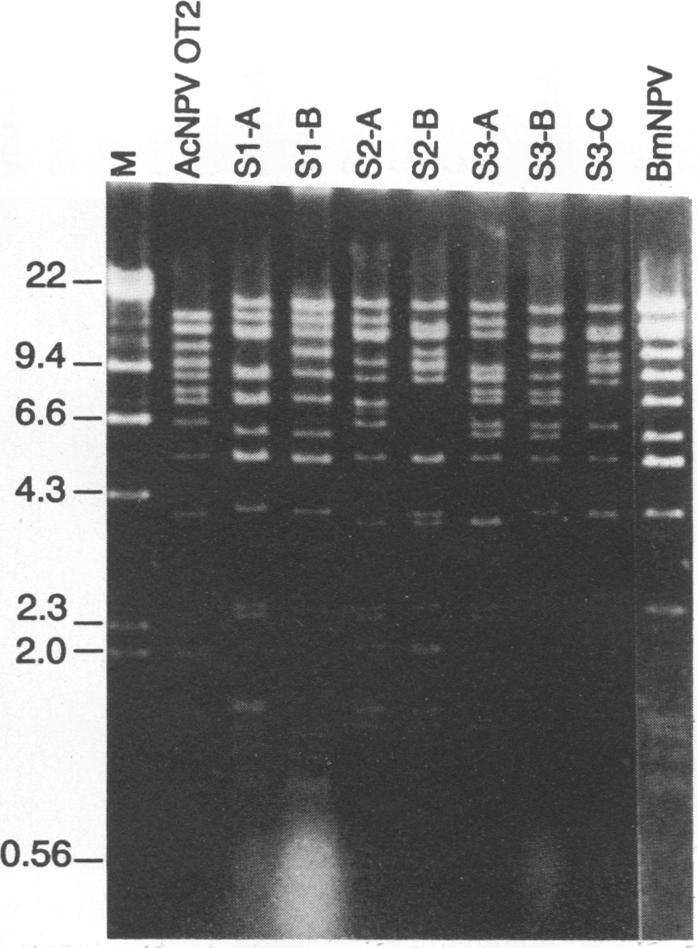 Three independent cultures (S1, S2, and S3) were coinfected with 5 PFU each of AcNPV and BmNPV per cell, and the culture fluid was collected at 72 h p.i. Purified viral DNAs of these isolates as well as the parent viruses, BmNPV and AcNPV, were cleaved with EcoRI and electrophoresed on a 0.