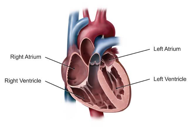 About Your Procedure About Implantable Cardioverter Defibrillators (ICD s) You have been recommended to have an implantable cardioverter defibrillator (ICD) to treat your heart rhythm problem.