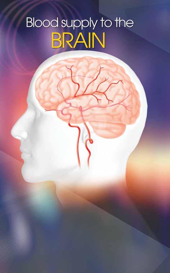 Anterior cerebral artery Ophthalmic artery Internal carotid artery Blood vessels that carry blood to the brain from the heart are called arteries.