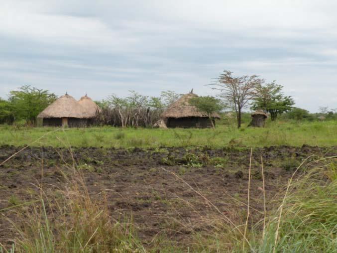 Figure 3: Traditional village and houses in Mugumu district, northern Tanzania Most families own livestock; zebu cattle predominate in these areas and are considered to be a sign of wealth.