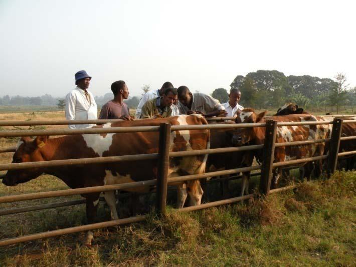 Figures 4&5: Cattle gathered for sampling with SUA students watching data recording closely!