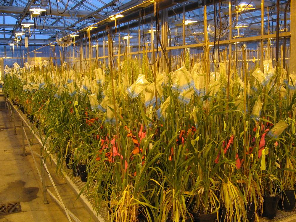 NORWEGIAN UNIVERSITY OF LIFE SCIENCES Dissecting a Genetically Complex Trait 70 60 50 Resistant