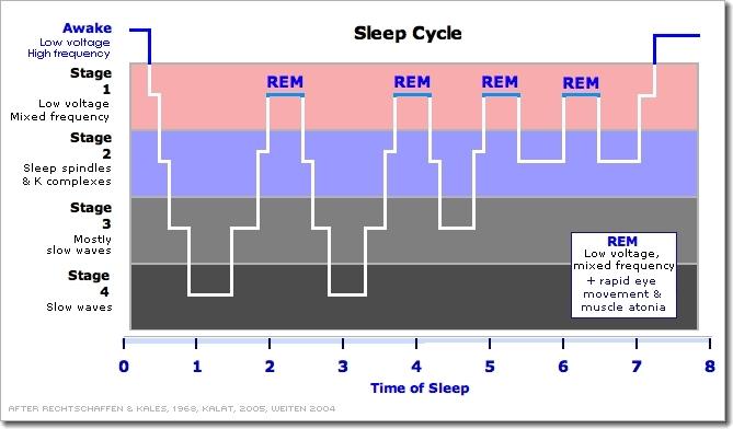 Stage 5: REM (rapid eye movement) sleep. Breathing becomes more rapid, irregular and shallow, large muscles become temporarily paralyzed.