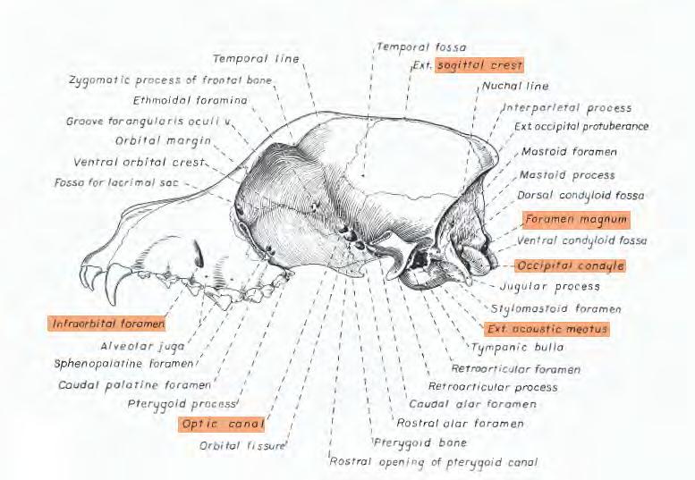 Sagittal crest, point of attachment for temporalis muscles which help close the jaw.
