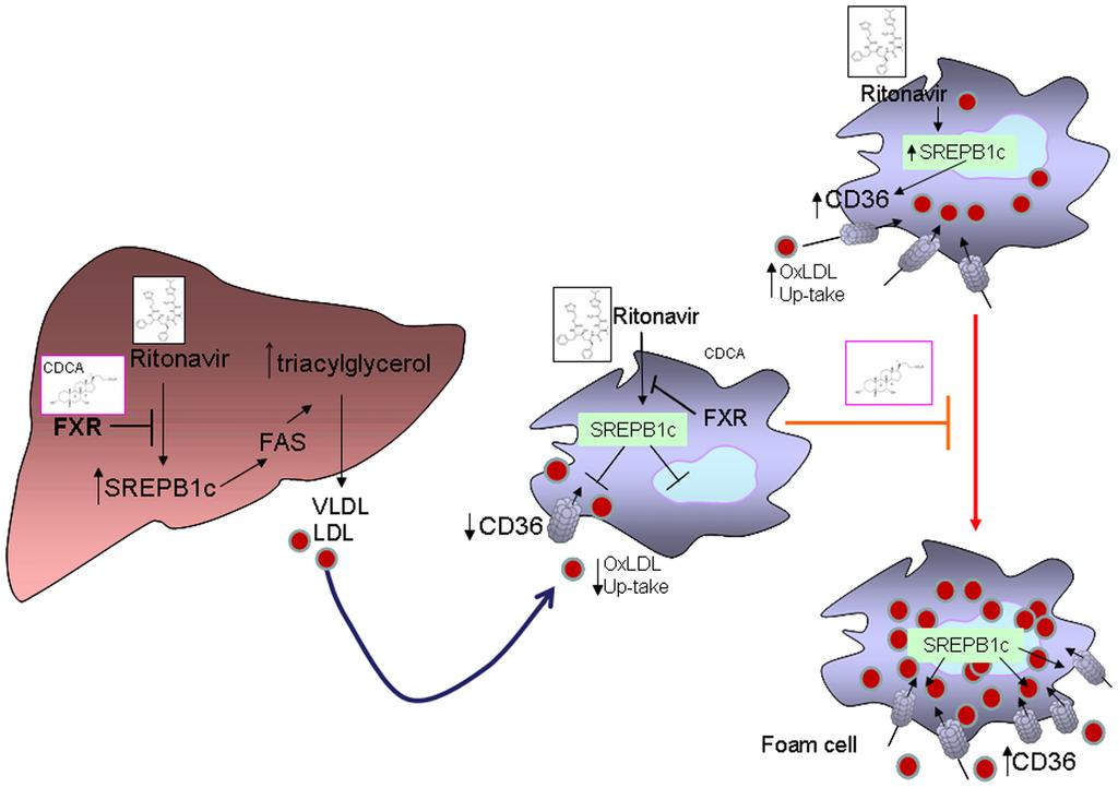 Figure 8. Diagramatic representation of the effect exerted by FXR and PPARa ligands on dyslipidemia and accelerated atherosclerosis caused by the HIV-PI ritonavir.