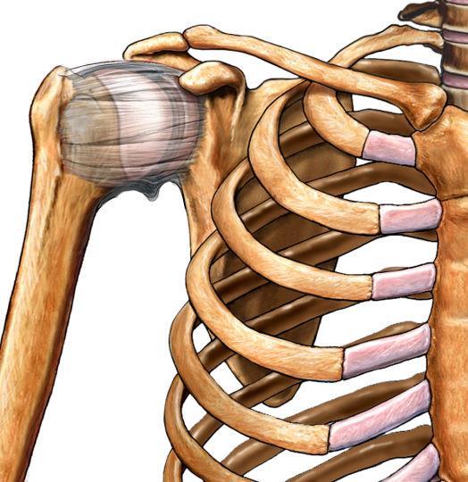 This mobility is dependent upon an elaborate array of muscles, tendons and ligaments that make the shoulder one of the most complex joints in the body.