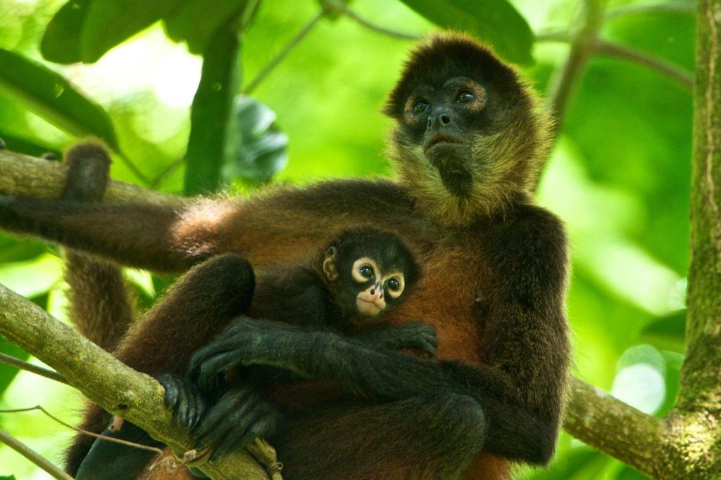 Mothers, Fathers and Infants 22 *basic social unit among all primates = female and her infants.