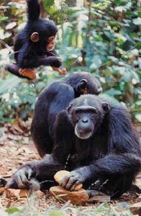 Primate Cultural Behavior Cultural behavior: learned; it is passed from generation to generation through observation and instruction.