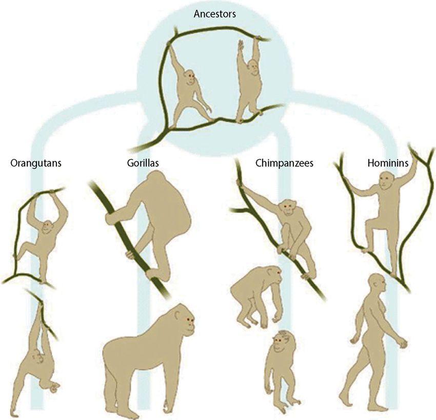 Primates Traits found across the primate order *Tendency towards erect posture *Highly