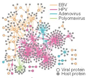 Binary virus-host PPIs identified by Y2H Lines stand for detected proteinprotein interactions between viral proteins (open hexagons) and human host proteins (full circles).