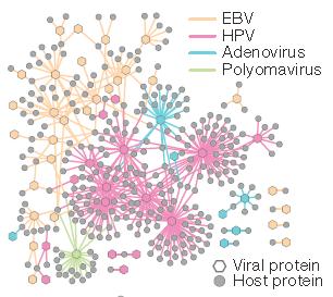 Binary virus-host PPIs identified by Y2H 31 host target proteins showed more binary interactions with viral proteins than would be expected given their degree (number of