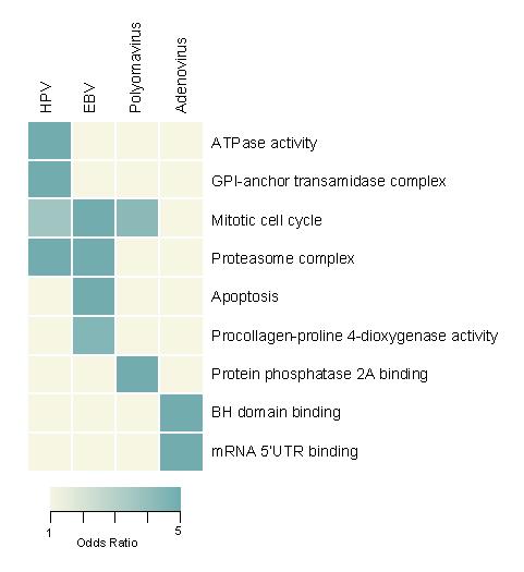 Enriched GO terms for targeted host proteins With what types of human proteins do viral proteins