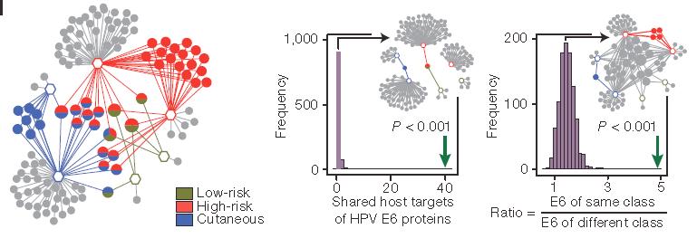 Protein complex associations involving E6 proteins Left: Network of protein complex associations of E6 viral proteins from 6 HPV types (hexagons, coloured according to disease class) with host