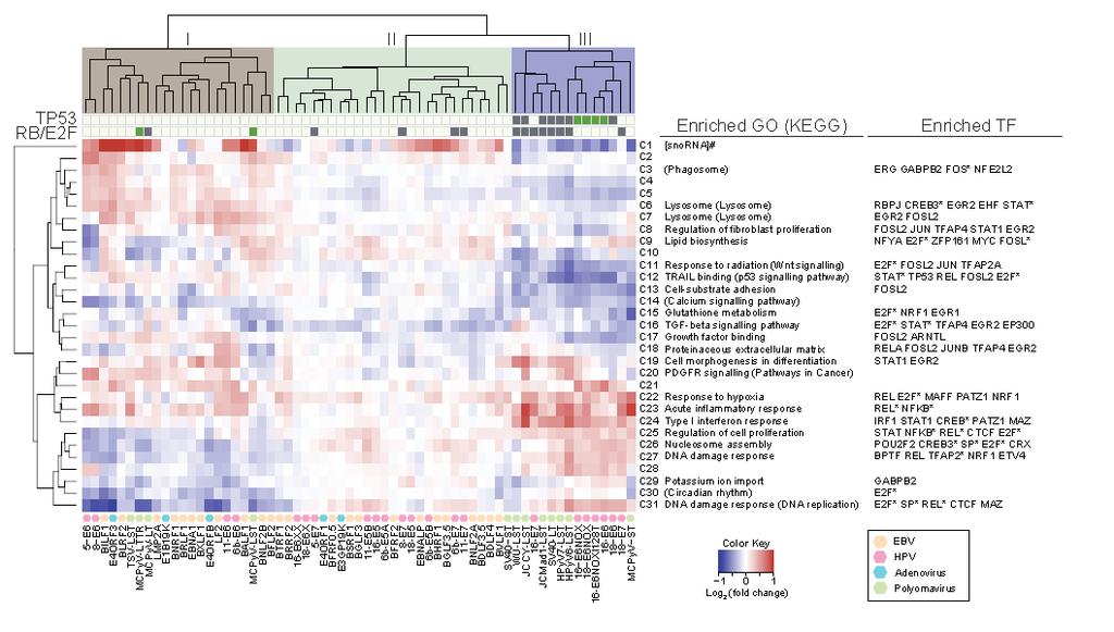 Heatmap of transcriptome perturbations Enriched GO terms and KEGG pathways are listed adjacent to the numbered expression clusters.