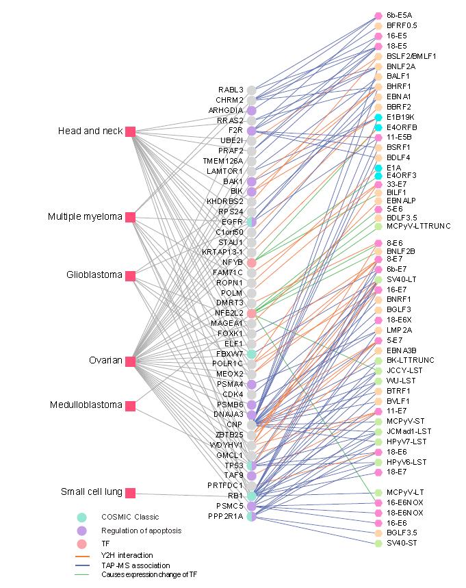Network of VirHostSM to host targets and cancers Mapping of VirHostSM gene products to both tumours in which they are