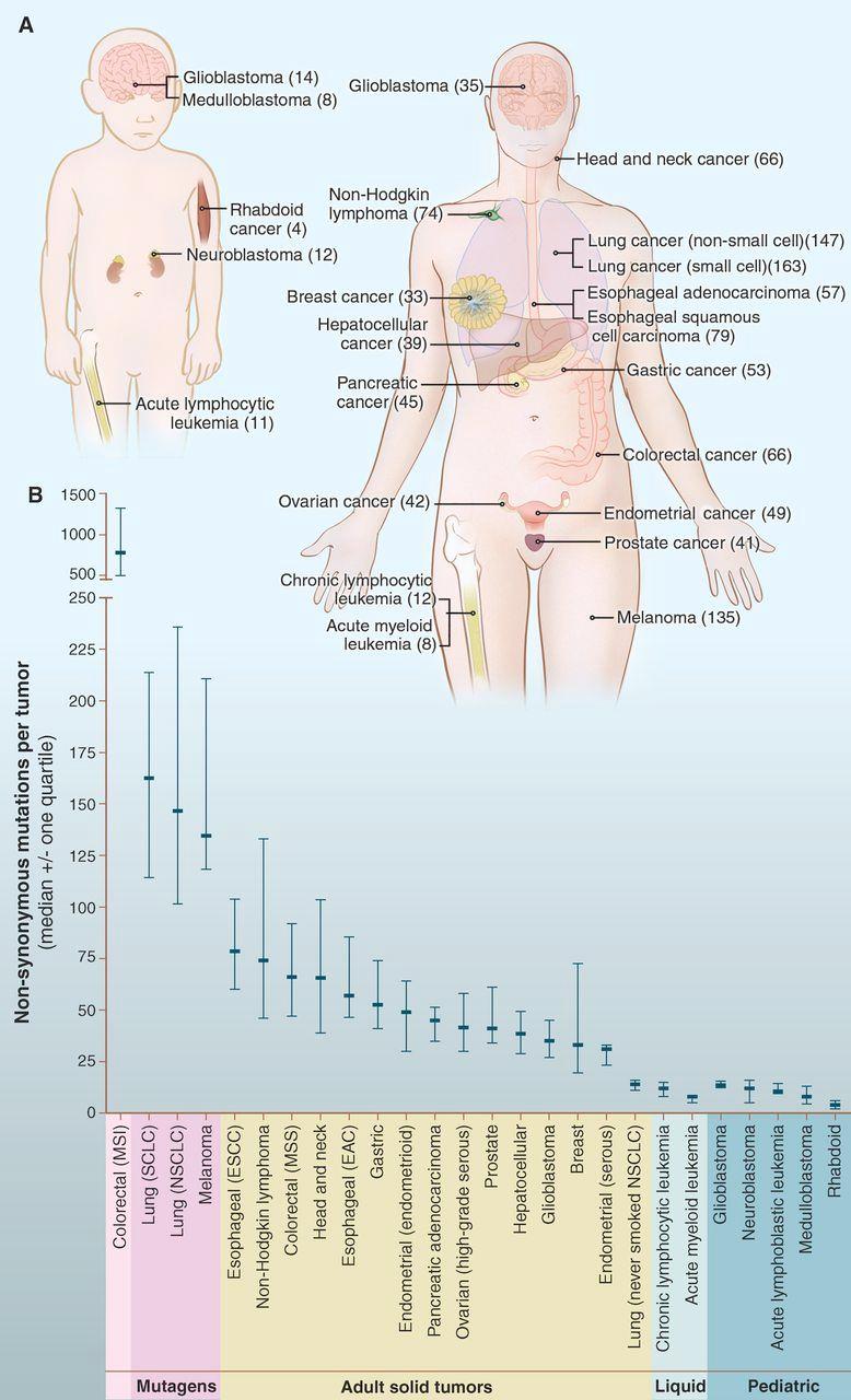 Review (V1) - Number of somatic mutations in human cancers Top: children vs. adults Numbers in parentheses : median number of nonsynonymous mutations per tumor.