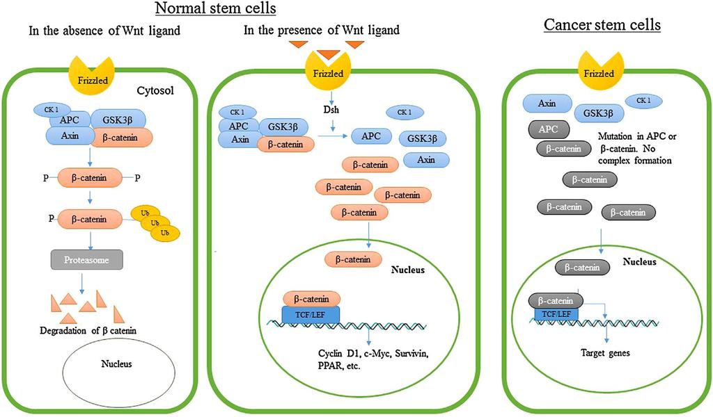 Fig. 1. Mechanism of Wnt/-catenin signalingpathway in colon cancer. In normal stem cells, the Wnt/-catenin signaling pathway starts with the binding of a Wnt ligand to a Frizzled-related protein.