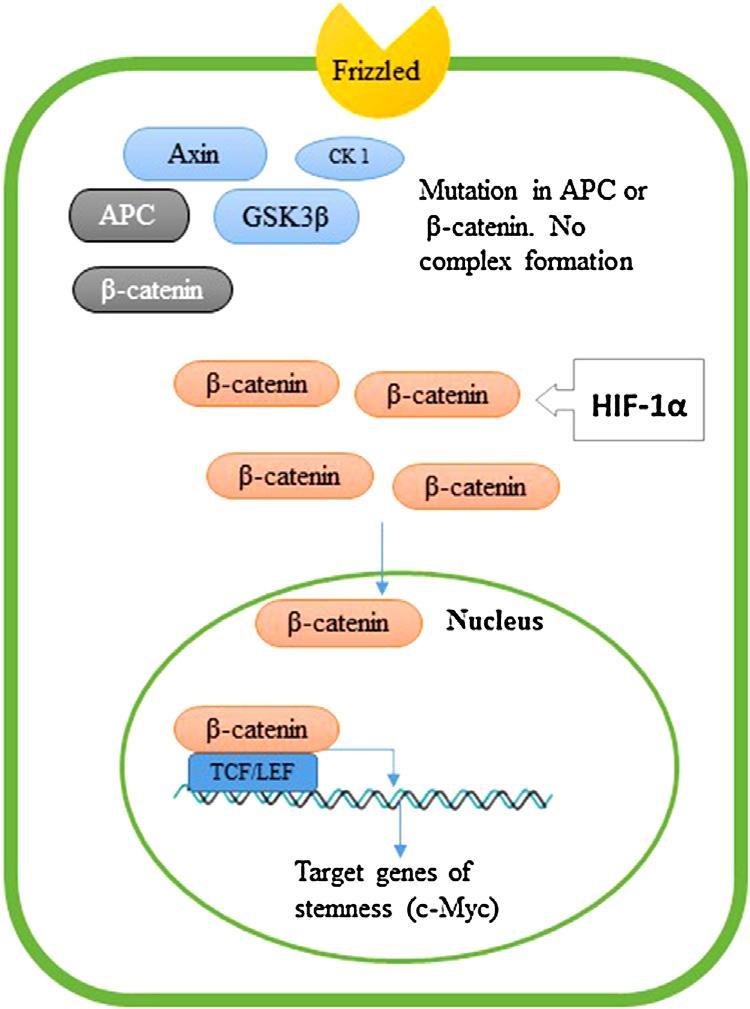 Fig. 4. HIFs in stemness maintenance through Wnt/- catenin signaling.
