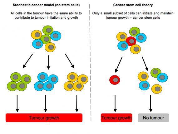 CANCER STEM CELL THEORY Only few cells in the tumor can: self-renew