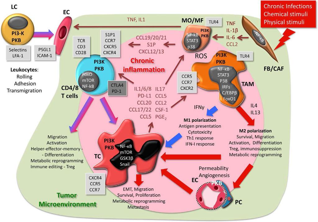 Fig. 2. Cellular effects of PKB in cancer-related inflammation.