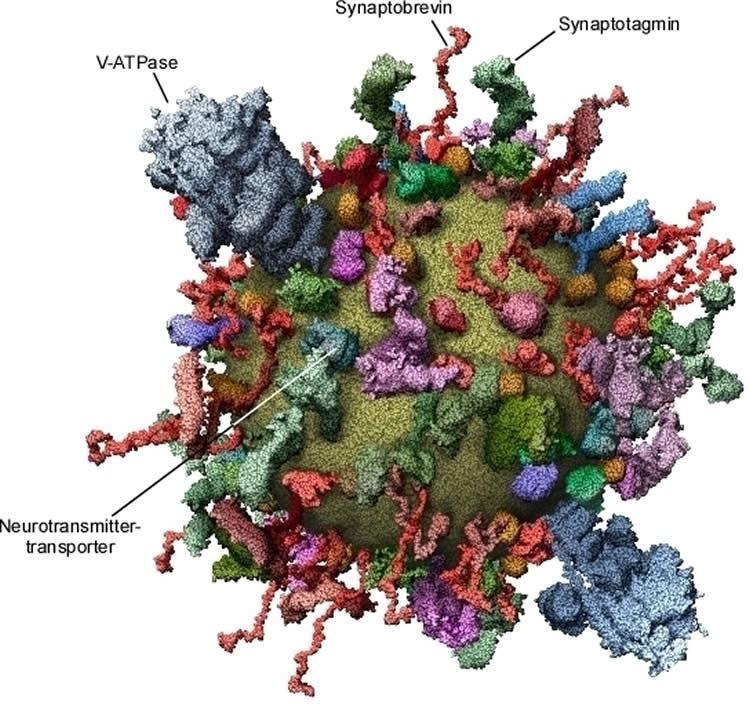 Molecular model of a synaptic vesicle showing the main proteins. NeuroscienceNews.com image is credited to MPI for Biophysical Chemistry. This work formed the basis for further investigations.