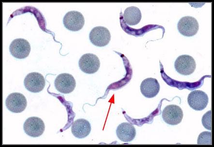 2. How do Protists cause disease? a.