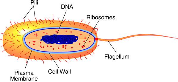 II. How Pathogens Cause