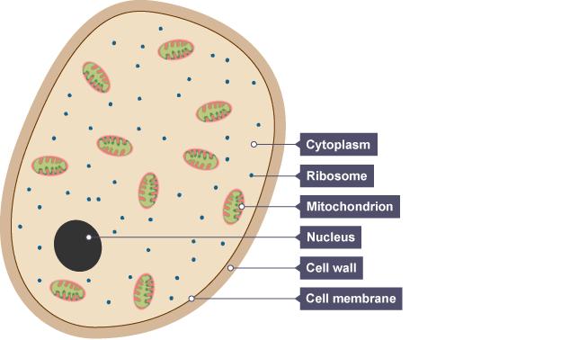 prokaryotic organisms 2.
