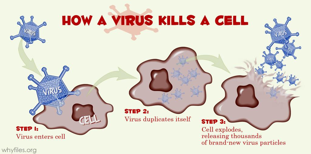 D.How Viruses Cause Disease 1. They must invade a cell (its host) to reproduce a. Lytic Infections I.