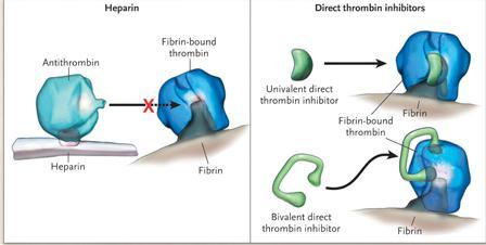 Postoji još jedna važna razlika u odnosu na heparin, inhibitori trombina imaju mogućnost vezanja za trombin vezan na fibrinogen (tromb), kompleks heparin-antitrombin na takav tromb ne djeluje (Slika
