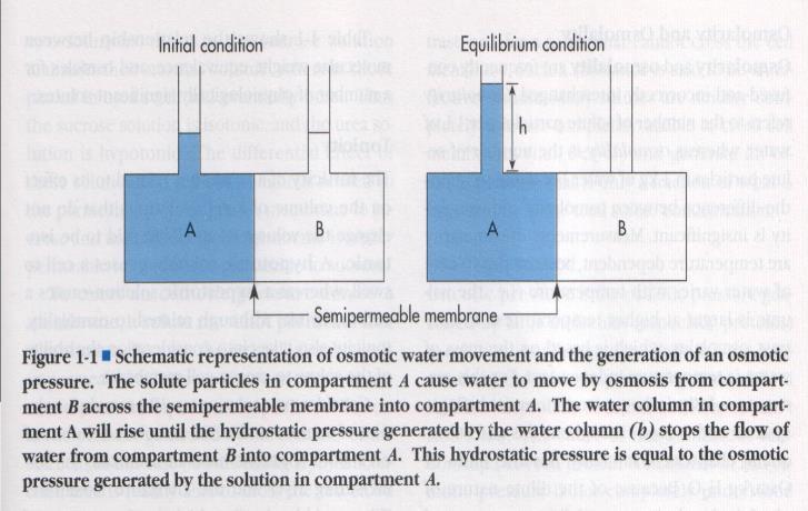 water Osmolality & Osmolarity: Osmolality: Osmoles in Kg of water (mosm/kg water), usually measured Osmolarity: Osmoles in liter of solution