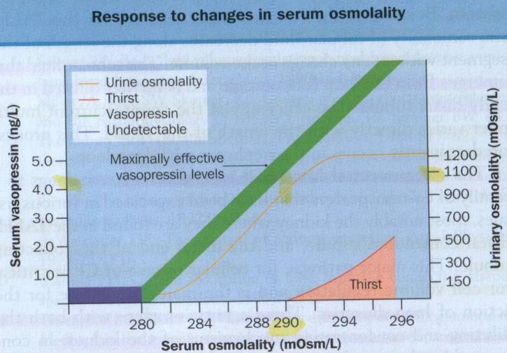 Osmoreceptor-antidiuretic hormone system (vasopressin) o Volume is more important than osmolality The regulation of volume also occurs through