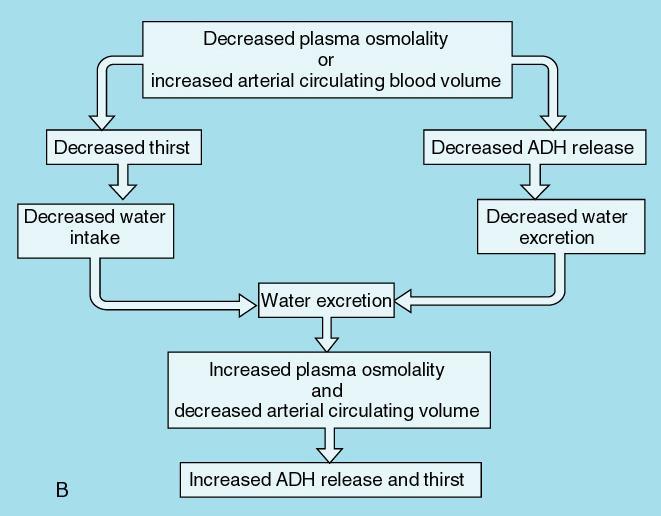 amount of arterial blood volume required to adequately fill the capacity of the arterial circulation ECF volume and EABV can be independent of each other Edematous states: increase in total ECF