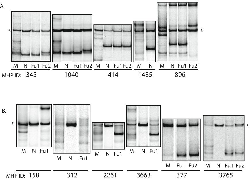 Figure 2.1 Heteroduplex Tracking Assays. Autoradiographs of V1/V2 heteroduplex tracking assays against plasma associated HIV-1 isolated from mother-infant pairs (MIPS).