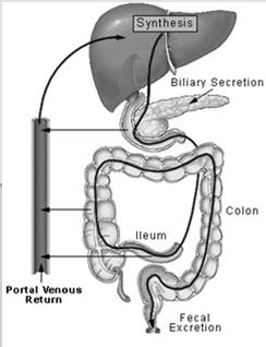 Increased bile acids in the colon salt and water secretion choleretic diarrhea Ileal resection <100 cm Negative feedback disrupted Increased bile acid
