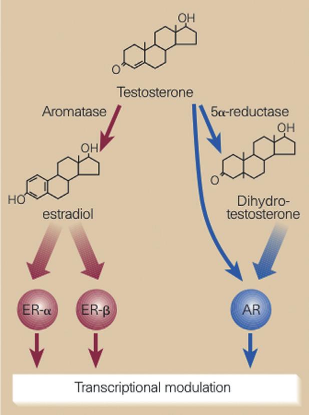 2 Kacker et al. Figure 1 Testosterone and estradiol. Adapted from Sharpe et al. [1]. AR = androgen receptor; ER = estrogen receptor.